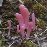 Image of Clavaria rosea