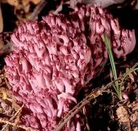 Clavaria zollingeri image