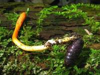 Cordyceps militaris image