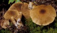 Cortinarius pholideus image