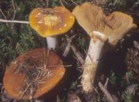 Cortinarius mucosus image