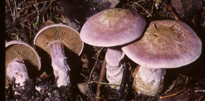 Cortinarius traganus image