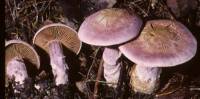 Image of Cortinarius traganus