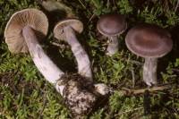 Cortinarius evernius image