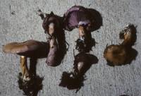 Image of Cortinarius salor