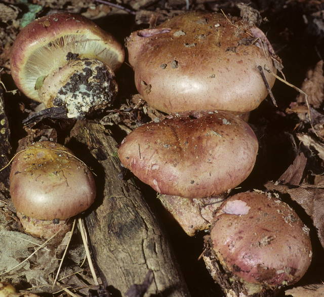 Cortinarius atkinsonianus image