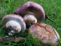 Cortinarius balteatocumatilis var. laetus image