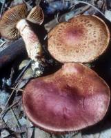 Cortinarius bolaris image