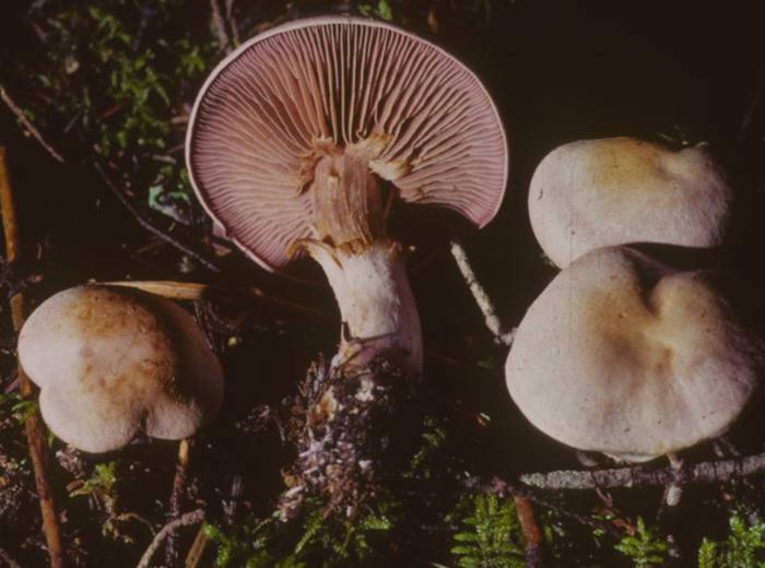 Cortinarius camphoratus image