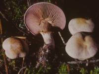 Image of Agaricus amethystinus