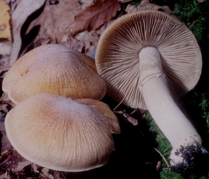 Cortinarius caperatus image