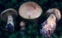 Cortinarius claricolor image