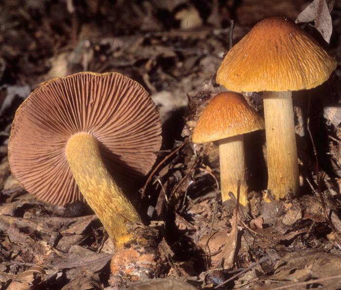 Cortinarius corrugatus image