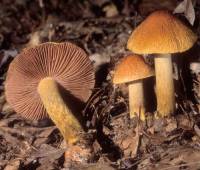 Image of Cortinarius corrugatus