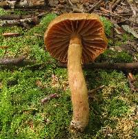 Cortinarius distans image