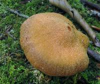 Cortinarius distans image