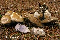 Cortinarius infractus image