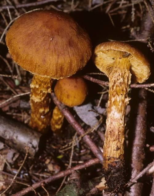 Cortinarius limonius image