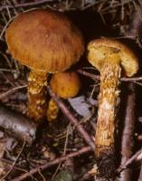 Image of Cortinarius limonius