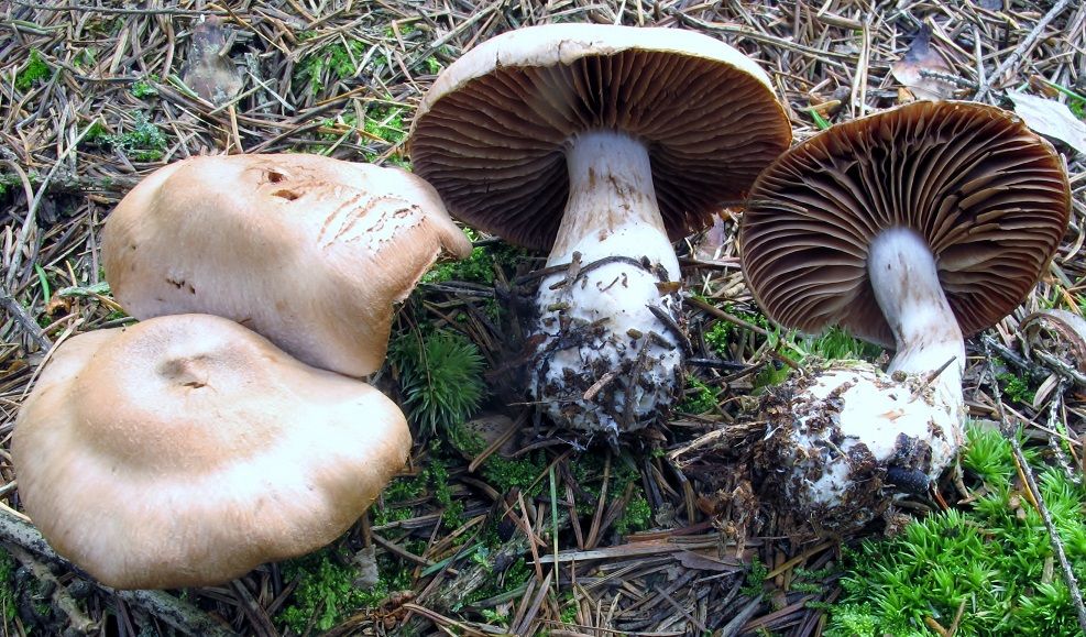 Cortinarius malachius image