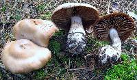 Image of Cortinarius malachius