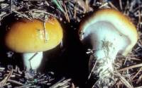 Cortinarius mucosus image