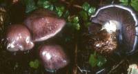 Cortinarius mutabilis image