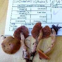 Cortinarius obtusus image