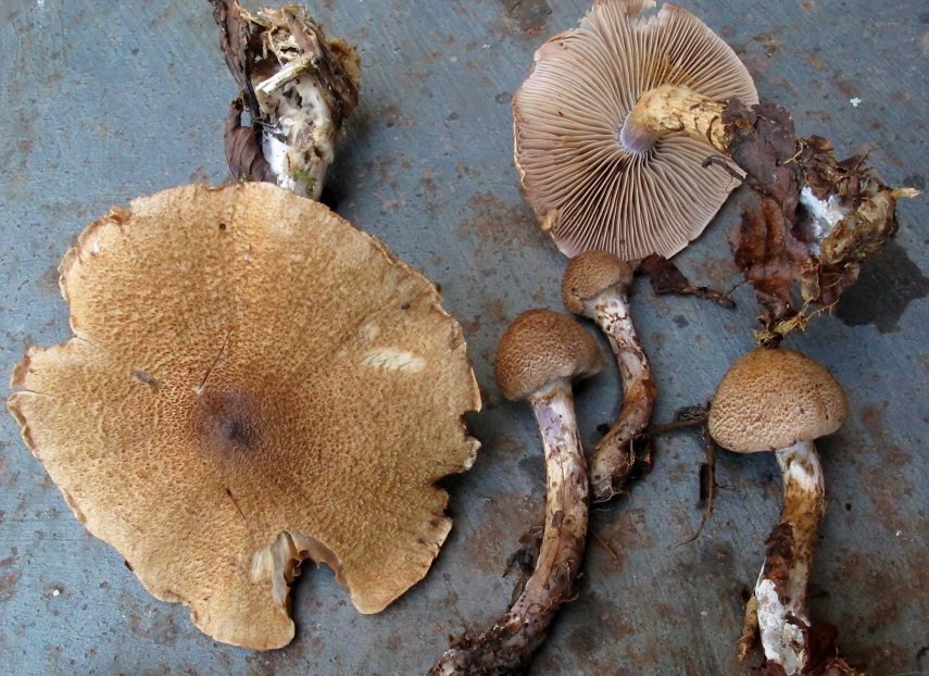 Cortinarius pholideus image