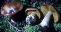 Cortinarius scaurus image