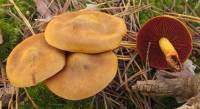 Image of Cortinarius semisanguineus