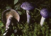 Cortinarius subfoetidus image