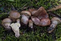 Cortinarius superbus image