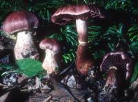 Cortinarius torvus image