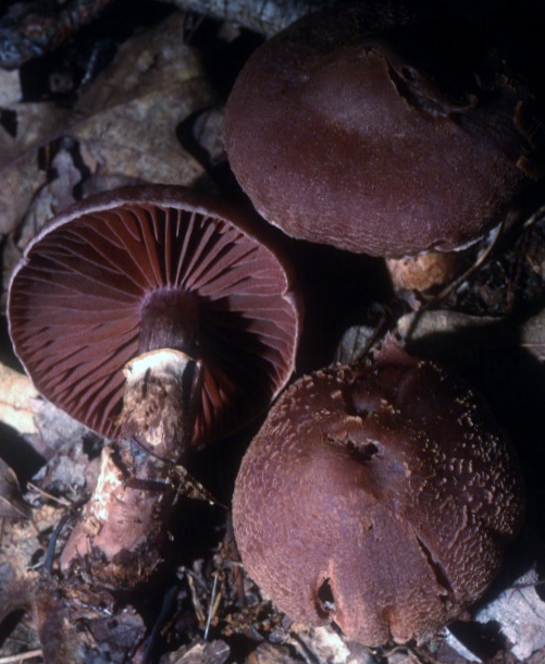 Cortinarius torvus image