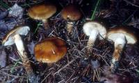 Cortinarius trivialis image