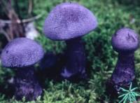 Cortinarius violaceus image