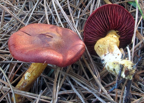 Cortinarius smithii image