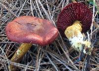 Image of Cortinarius smithii