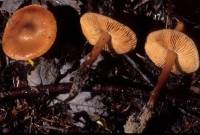 Phaeocollybia christinae image