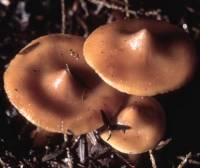 Phaeocollybia christinae image