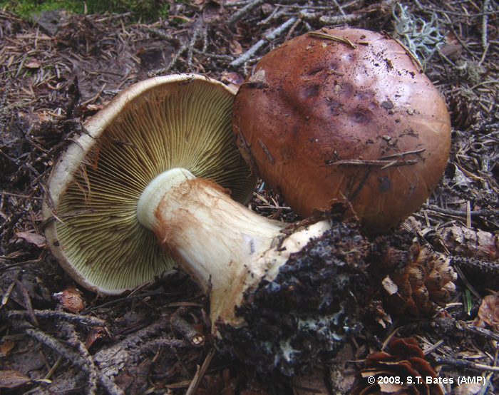 Cortinarius cupreorufus image