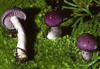 Image of Cortinarius iodes