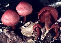 Cortinarius marylandensis image