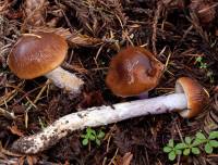 Cortinarius vanduzerensis image