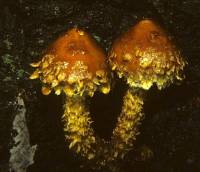 Image of Agaricus albocrenulatus