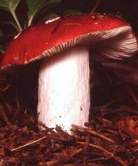 Russula emetica image