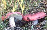 Russula paludosa image