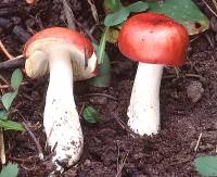 Russula rubriceps image