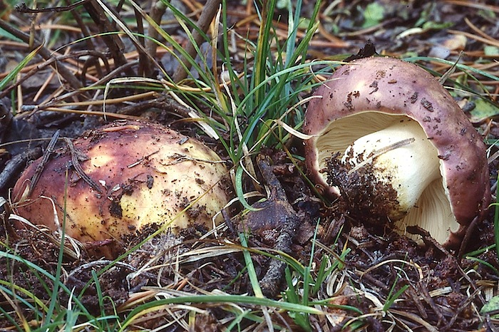 Russula graveolens image